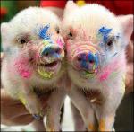 Аватар для PIGGY2